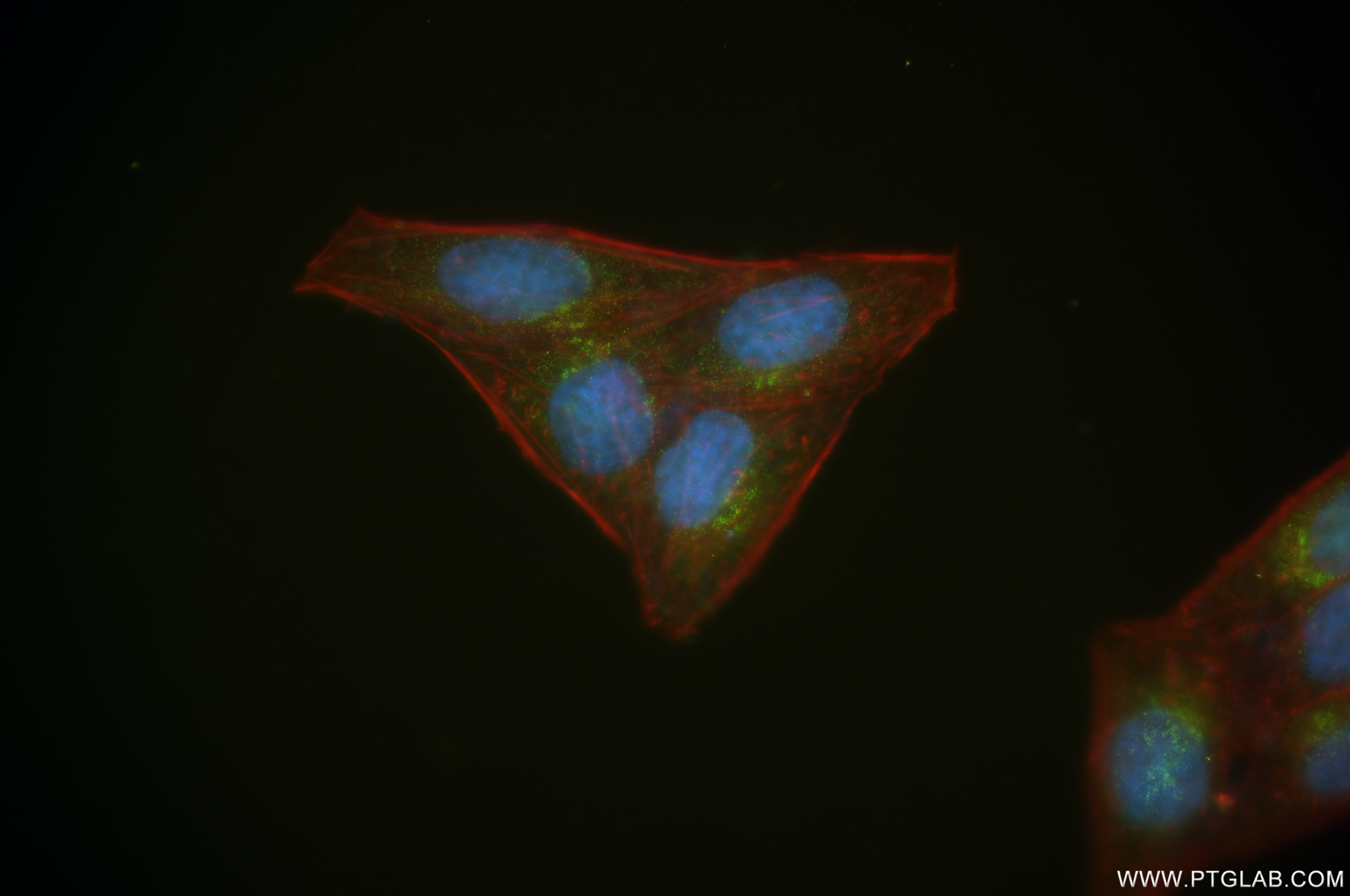 Immunofluorescence (IF) / fluorescent staining of HepG2 cells using PCSK9 Recombinant antibody (84172-4-RR)