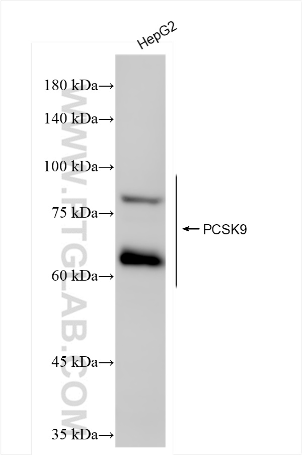 Western Blot (WB) analysis of HepG2 cells using PCSK9 Recombinant antibody (84172-4-RR)