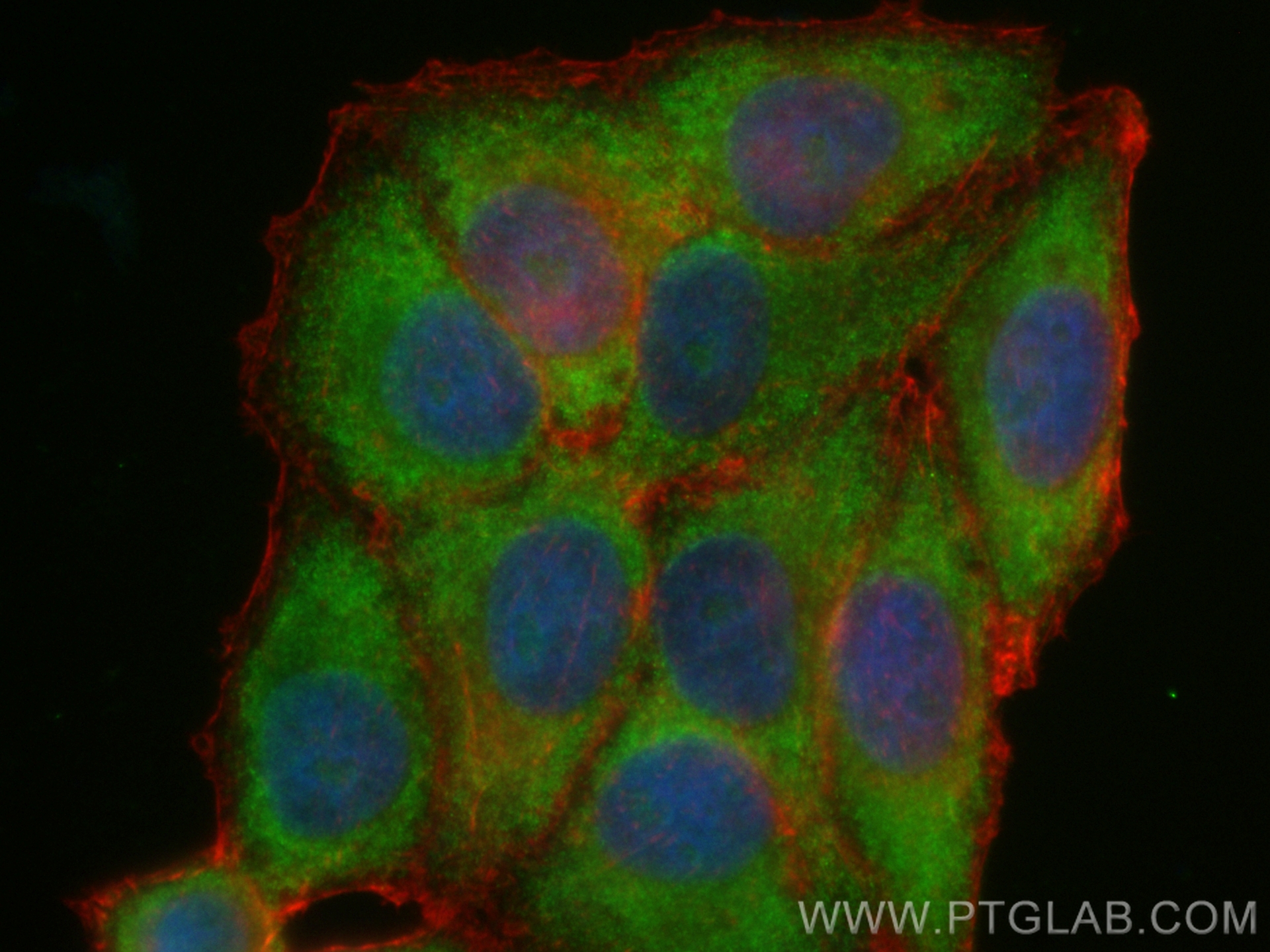 Immunofluorescence (IF) / fluorescent staining of HepG2 cells using CoraLite® Plus 488-conjugated PCSK9 Recombinant an (CL488-83004-4)