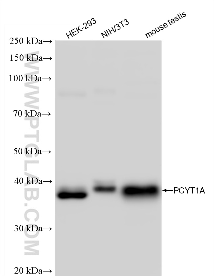 Western Blot (WB) analysis of various lysates using PCYT1A Recombinant antibody (83100-1-RR)