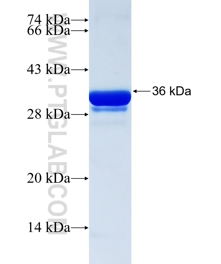 PCYT1A fusion protein Ag34268 SDS-PAGE