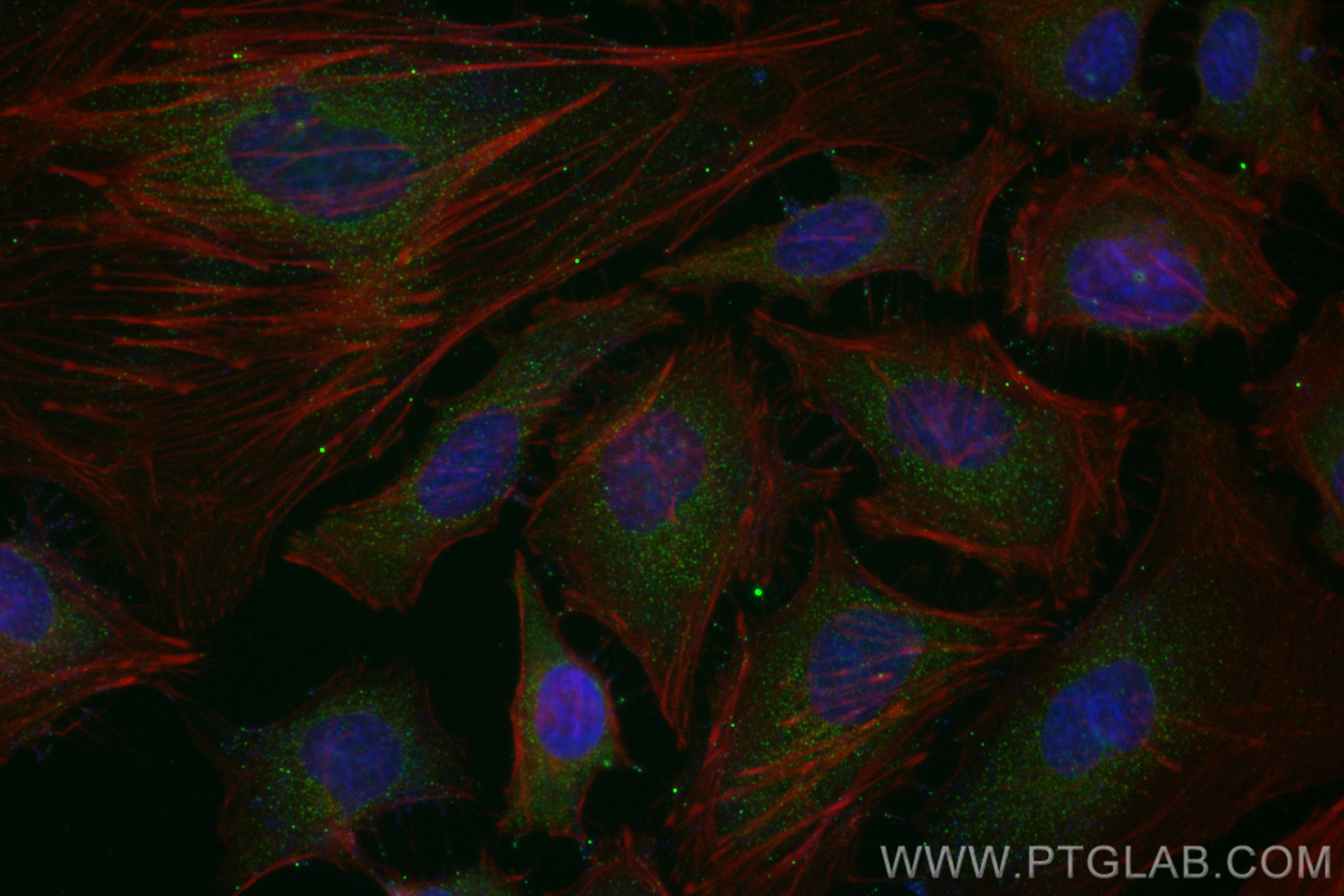 Immunofluorescence (IF) / fluorescent staining of HepG2 cells using CoraLite® Plus 488-conjugated PCYT2 Monoclonal ant (CL488-68355)