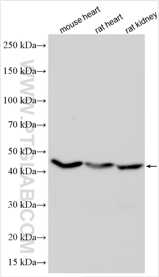 Western Blot (WB) analysis of various lysates using PD-L1/CD274 Recombinant antibody (83906-6-RR)