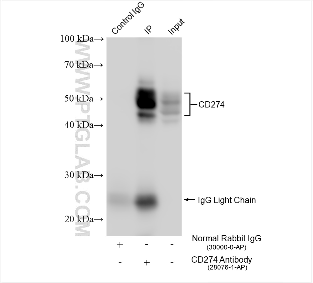 Immunoprecipitation (IP) experiment of MDA-MB-231 cells using PD-L1/CD274 (C-terminal) Polyclonal antibody (28076-1-AP)