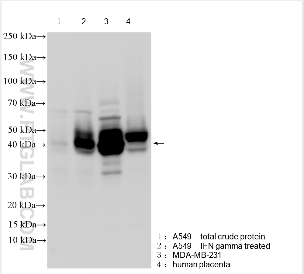 Western Blot (WB) analysis of various lysates using PD-L1/CD274 (C-terminal) Polyclonal antibody (28076-1-AP)