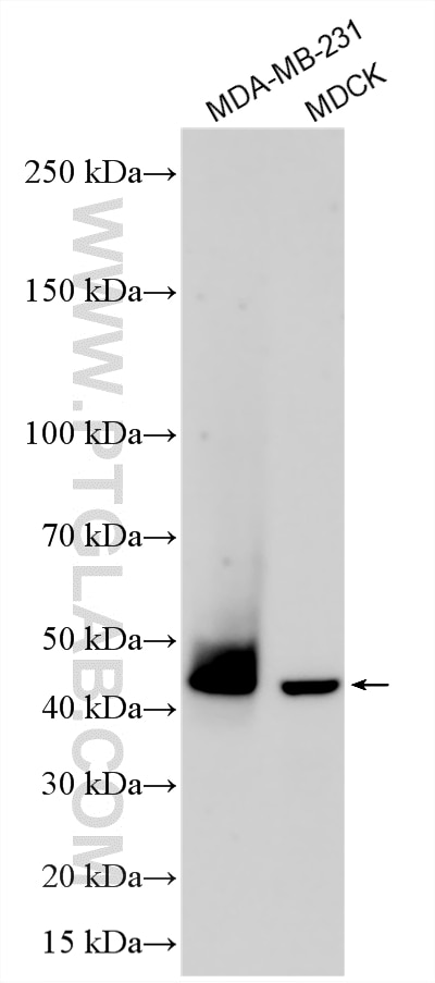 Western Blot (WB) analysis of various lysates using PD-L1/CD274 (C-terminal) Polyclonal antibody (28076-1-AP)