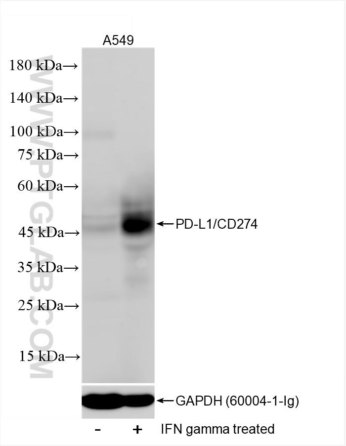 Western Blot (WB) analysis of A549 cells using PD-L1/CD274 Recombinant antibody (83600-2-RR)