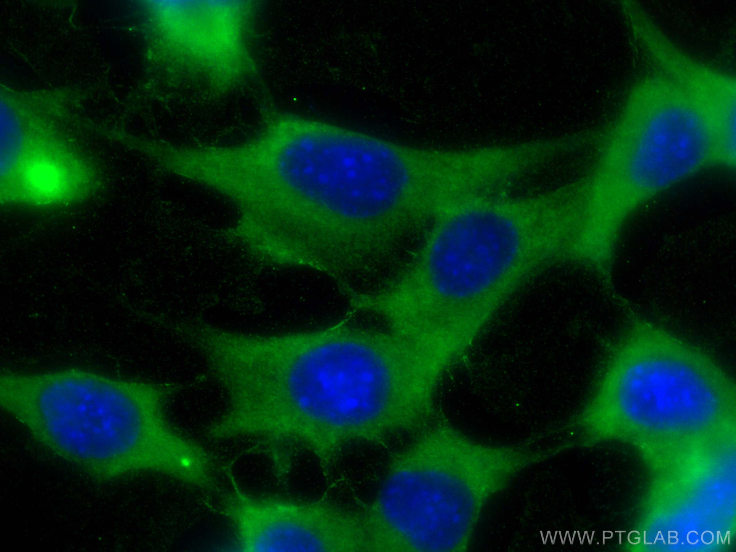 Immunofluorescence (IF) / fluorescent staining of NIH/3T3 cells using PD-L2/CD273 Polyclonal antibody (27406-1-AP)