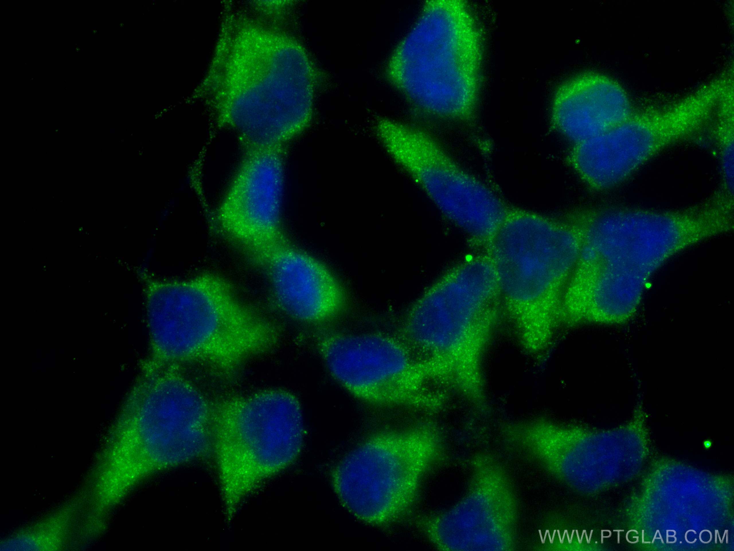 Immunofluorescence (IF) / fluorescent staining of HEK-293 cells using PDCD2L Monoclonal antibody (68249-1-Ig)