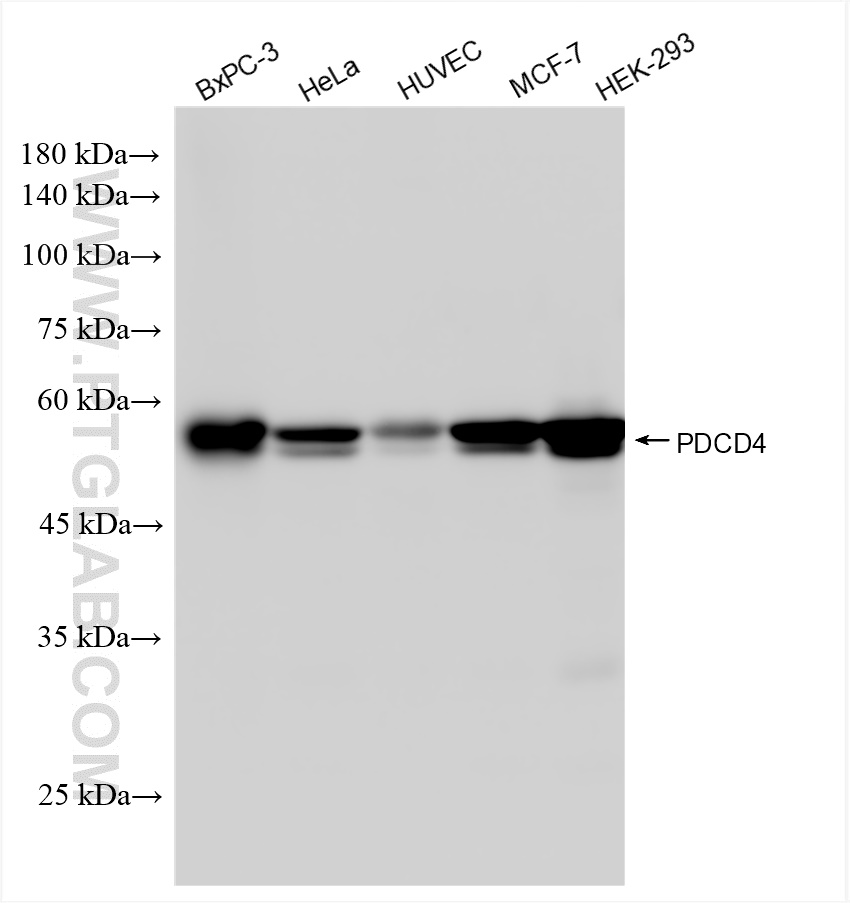 Western Blot (WB) analysis of various lysates using PDCD4 Recombinant antibody (84162-3-RR)