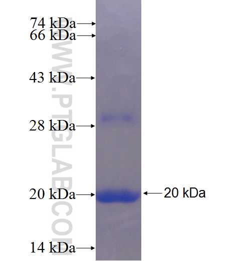 PDCD5 fusion protein Ag24291 SDS-PAGE