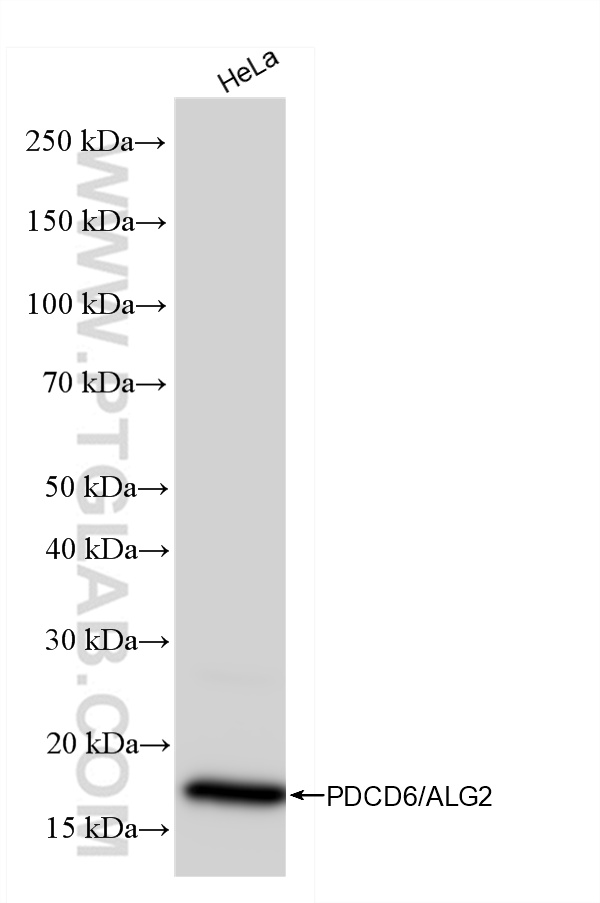 Western Blot (WB) analysis of HeLa cells using PDCD6/ALG2 Recombinant antibody (85792-5-RR)
