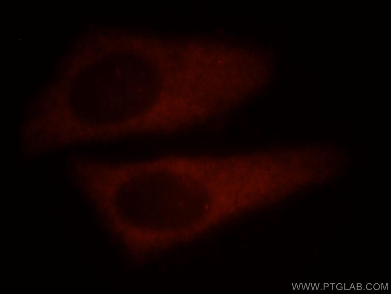 Immunofluorescence (IF) / fluorescent staining of HepG2 cells using PDCL3 Polyclonal antibody (14997-1-AP)