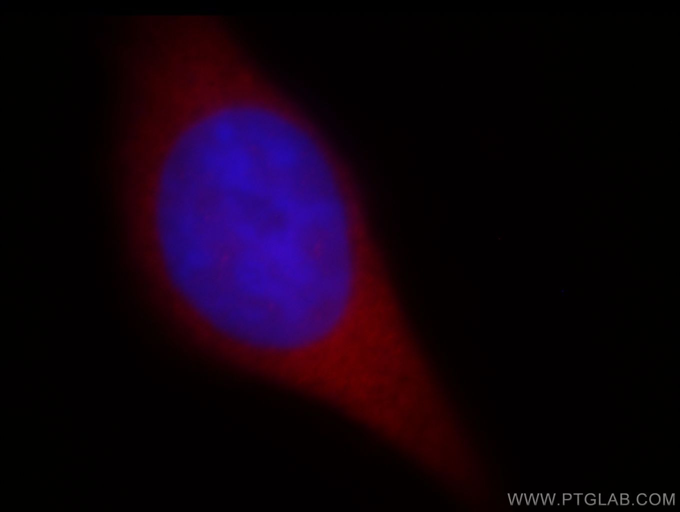 Immunofluorescence (IF) / fluorescent staining of MCF-7 cells using PDCL3 Polyclonal antibody (14997-1-AP)