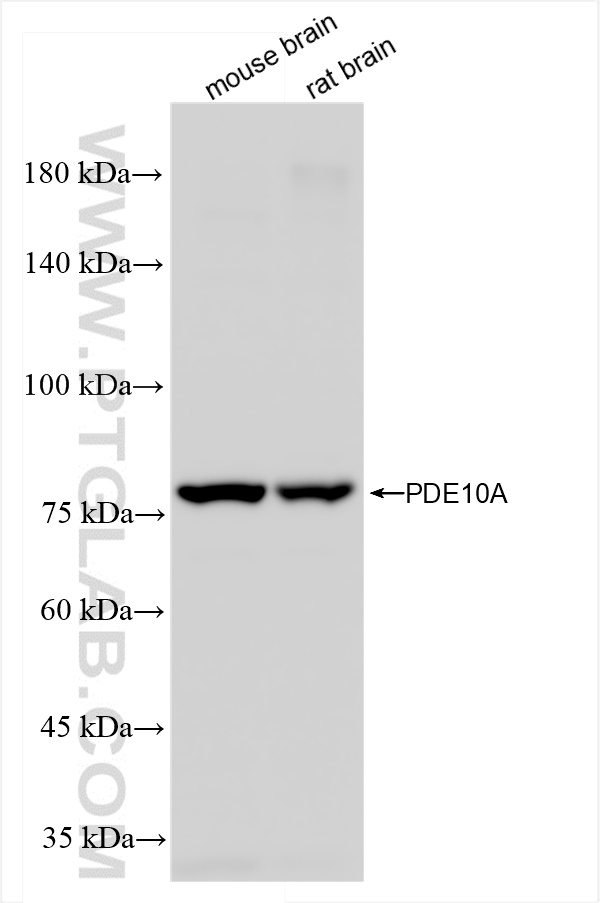 Western Blot (WB) analysis of various lysates using PDE10A Recombinant antibody (84869-1-RR)