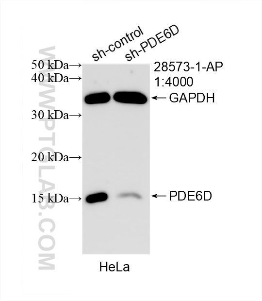 Western Blot (WB) analysis of HeLa cells using PDE6D Polyclonal antibody (28573-1-AP)