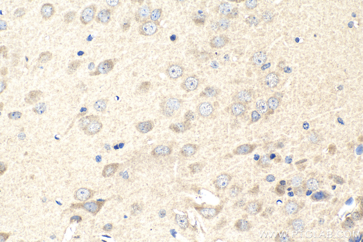 Immunohistochemistry (IHC) staining of rat brain tissue using PDE6D Monoclonal antibody (67565-1-Ig)