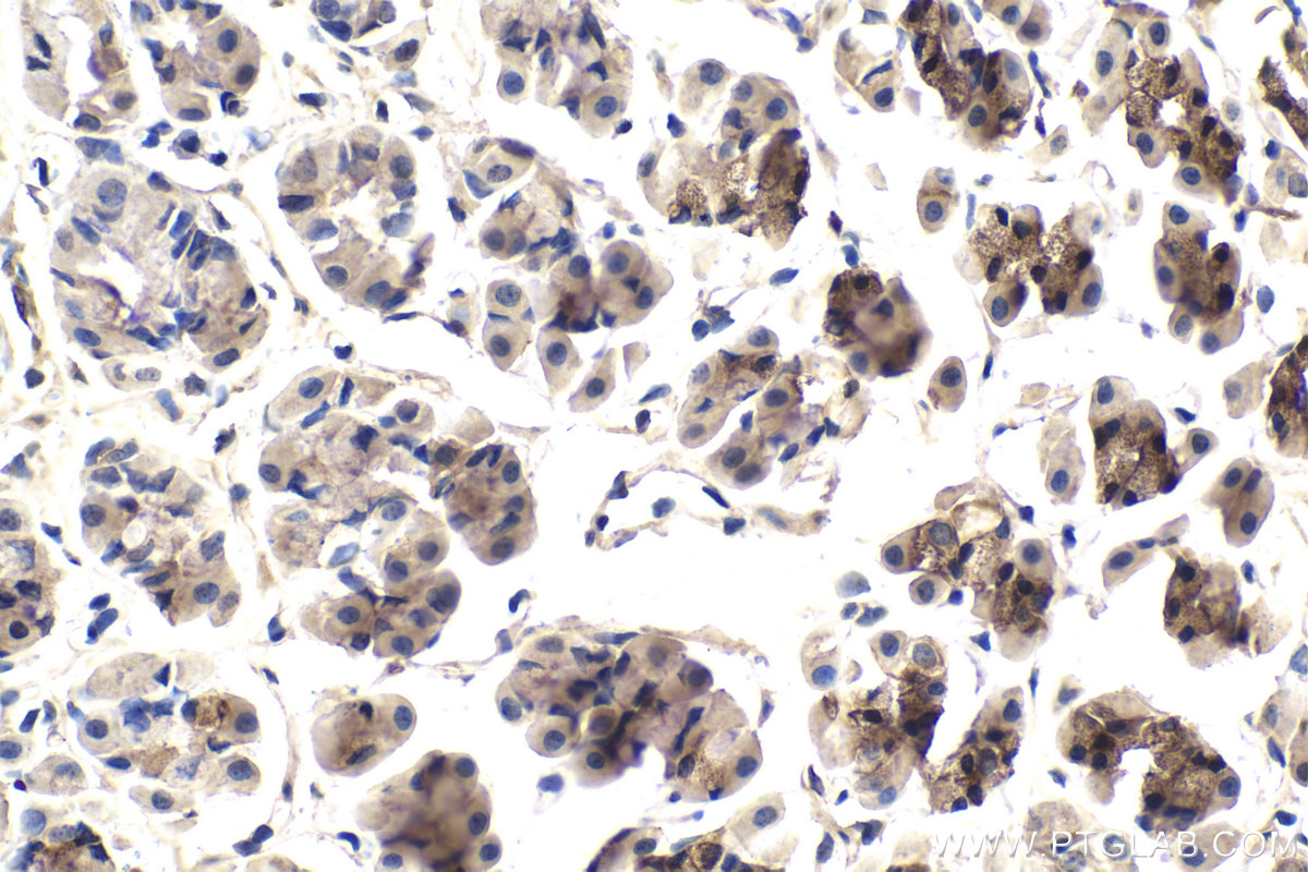 Immunohistochemistry (IHC) staining of rat stomach tissue using PDE6D Monoclonal antibody (67565-1-Ig)