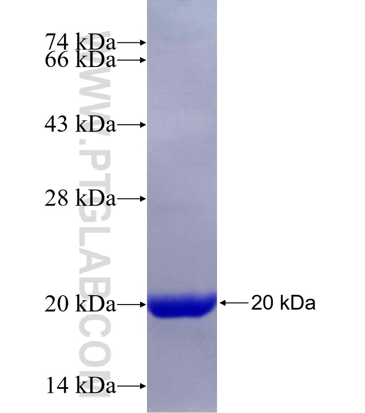 PDE6D fusion protein Ag29574 SDS-PAGE