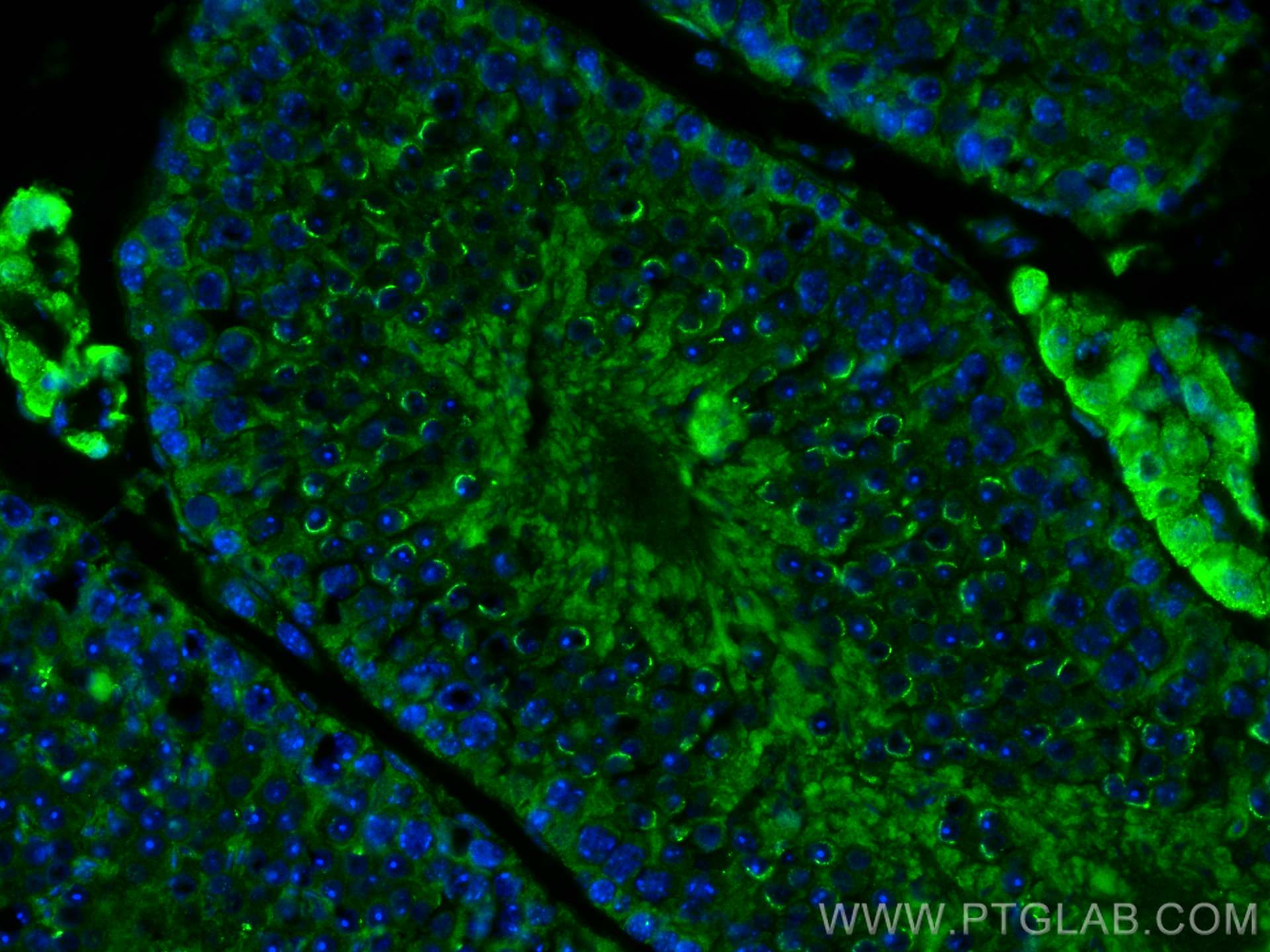 Immunofluorescence (IF) / fluorescent staining of mouse testis tissue using PDE8B Polyclonal antibody (30708-1-AP)