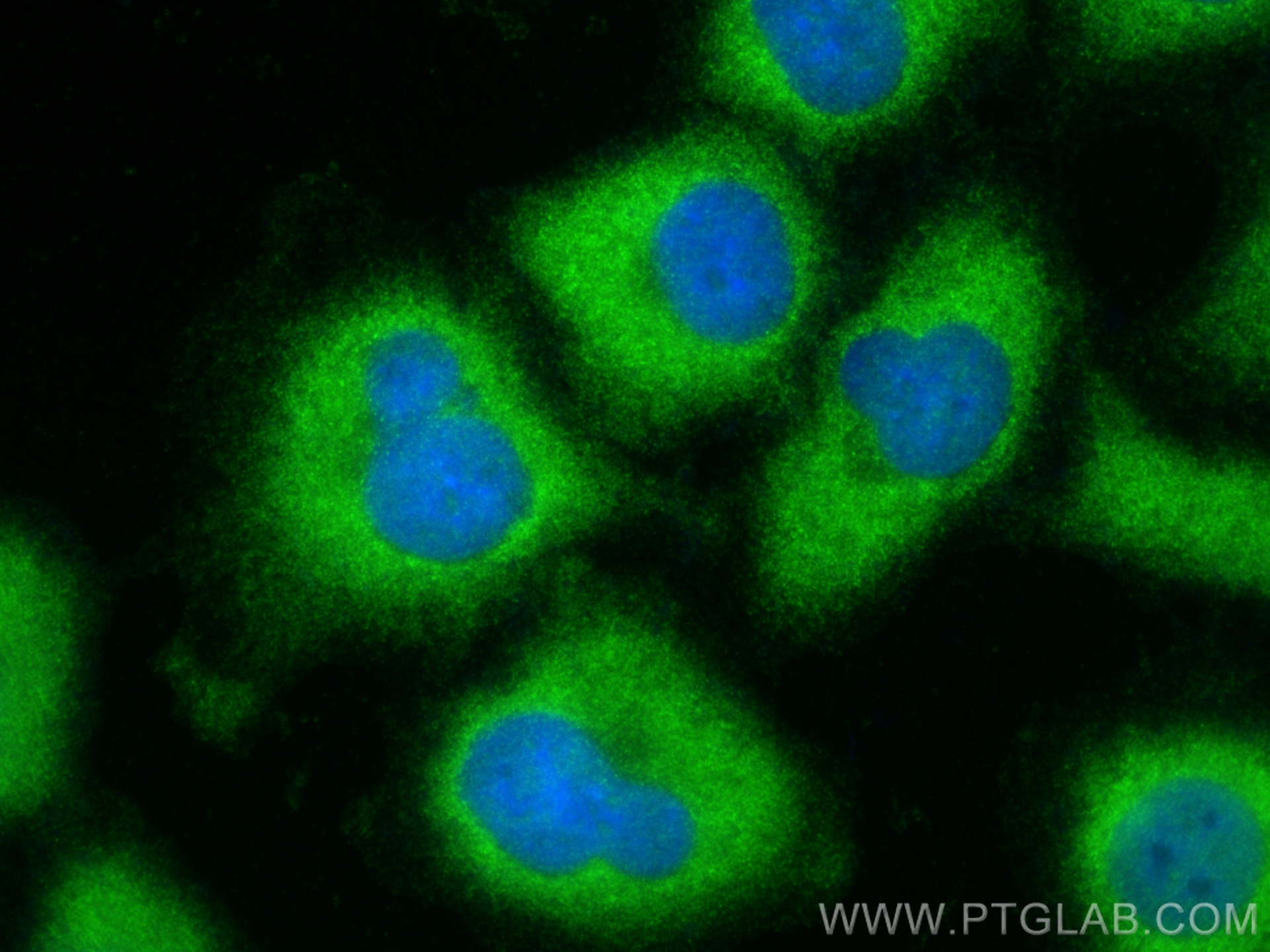 Immunofluorescence (IF) / fluorescent staining of A549 cells using PDE9A Polyclonal antibody (12648-1-AP)