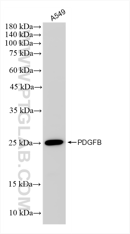 Western Blot (WB) analysis of A549 cells using PDGFB Recombinant antibody (83214-5-RR)
