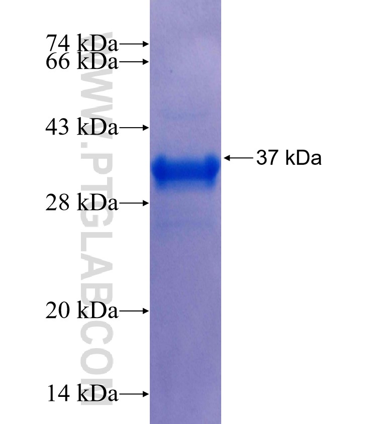 PDGFB fusion protein Ag25986 SDS-PAGE
