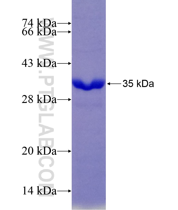 PDGFD fusion protein Ag29199 SDS-PAGE