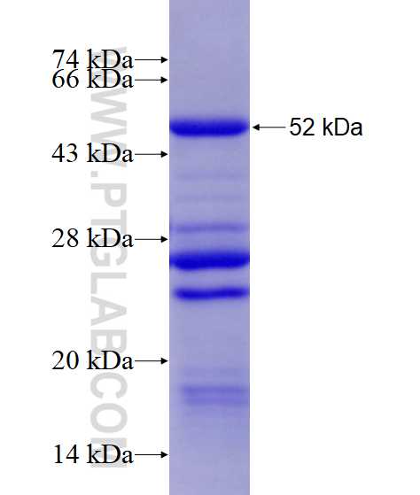 PDGFRB fusion protein Ag28376 SDS-PAGE