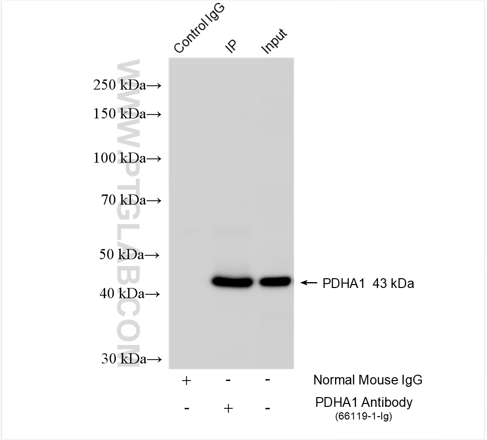 Immunoprecipitation (IP) experiment of K-562 cells using PDH E1 Alpha Monoclonal antibody (66119-1-Ig)