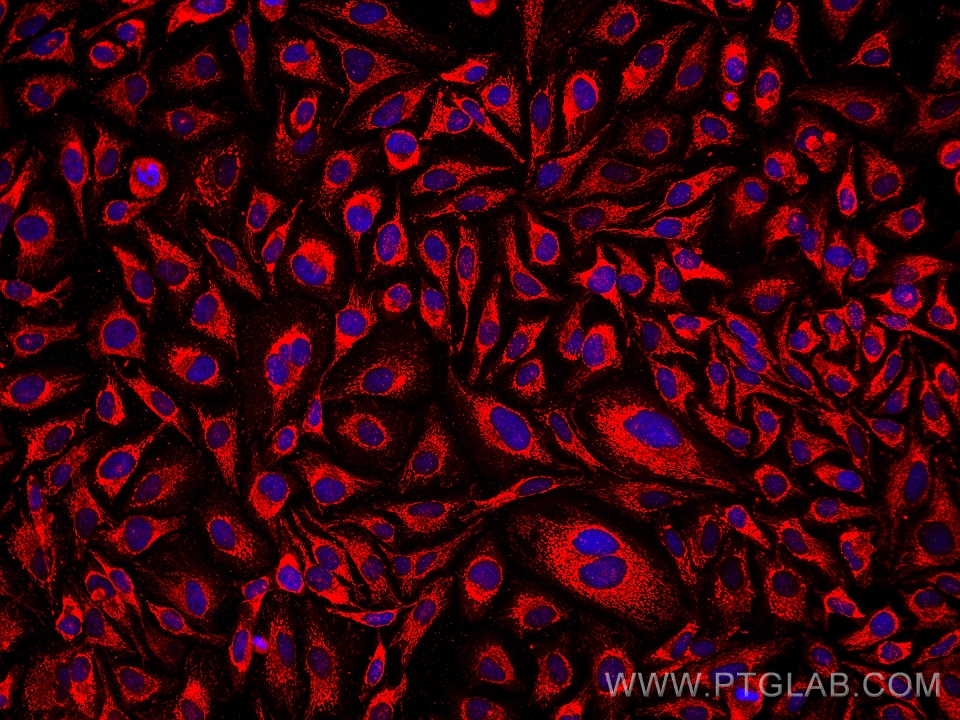 Immunofluorescence (IF) / fluorescent staining of HeLa cells using PDHB Monoclonal antibody (68238-1-Ig)