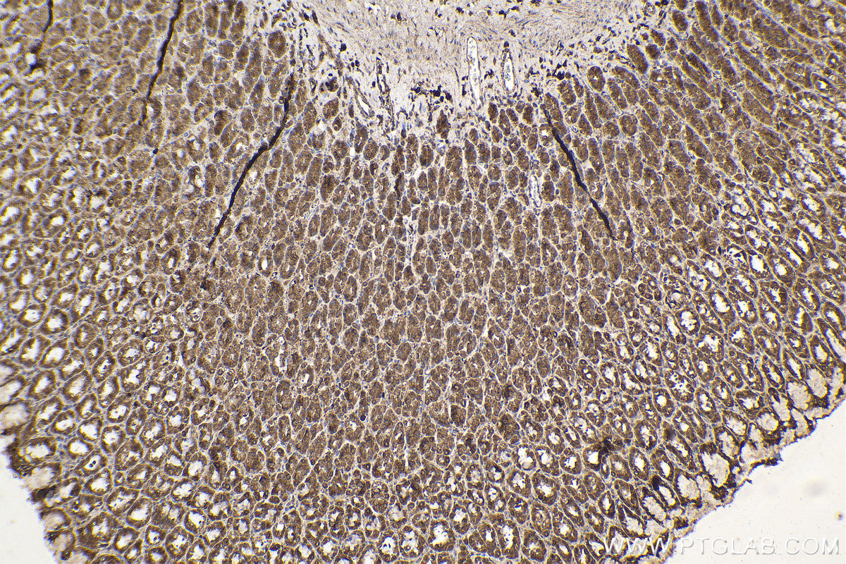 Immunohistochemistry (IHC) staining of rat stomach tissue using PDHB Monoclonal antibody (68238-1-Ig)