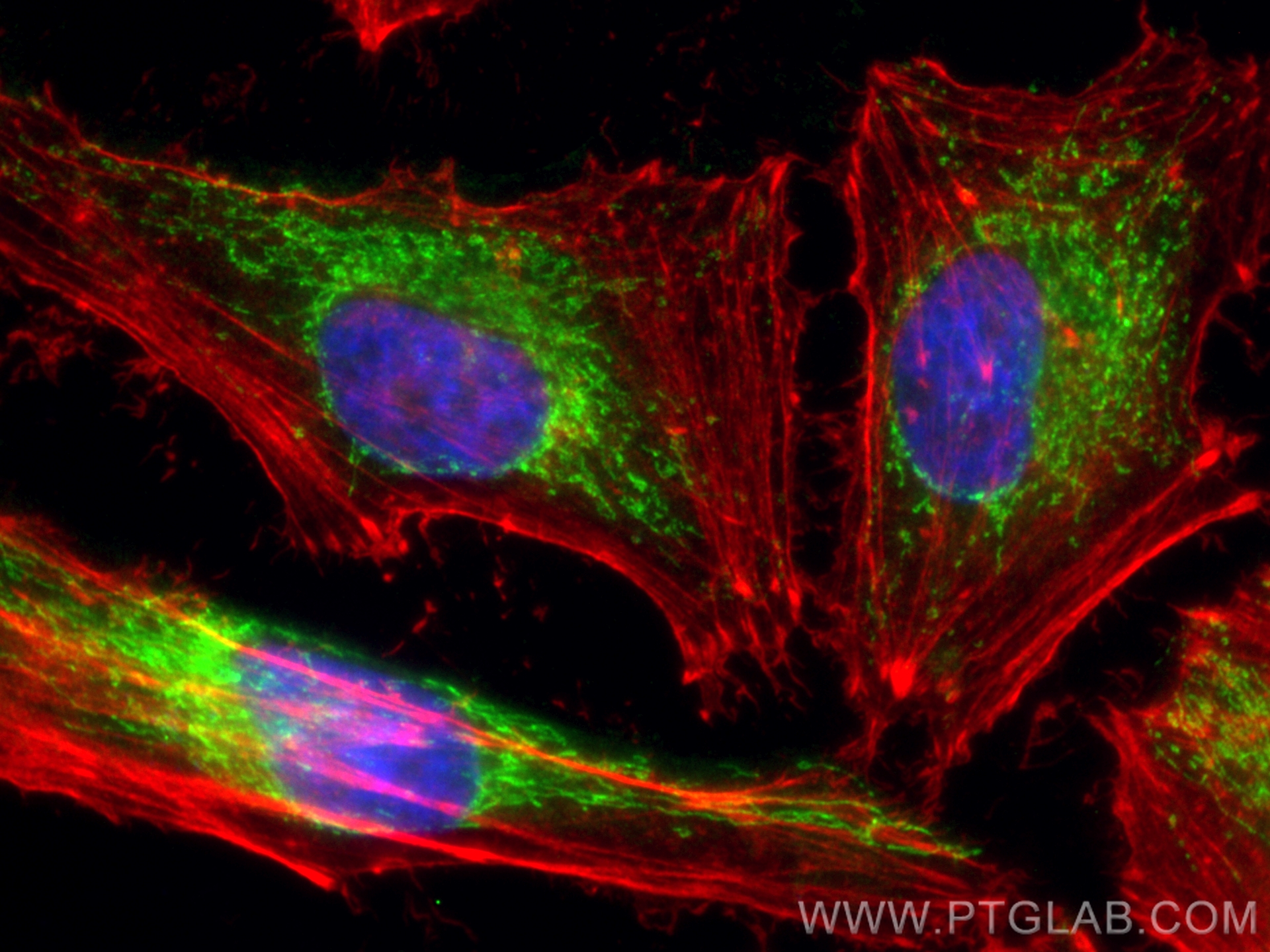Immunofluorescence (IF) / fluorescent staining of HeLa cells using CoraLite® Plus 488-conjugated PDHB Polyclonal anti (CL488-14744)