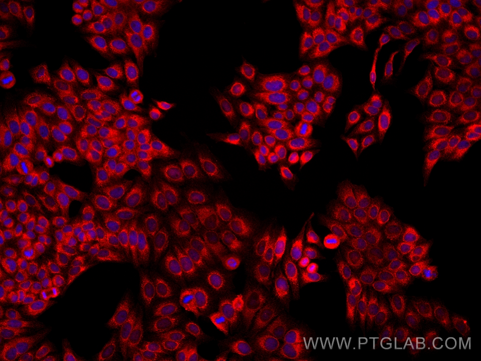 Immunofluorescence (IF) / fluorescent staining of HepG2 cells using PDI Monoclonal antibody (66422-1-Ig)