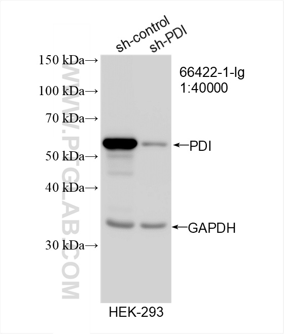 Western Blot (WB) analysis of HEK-293 cells using PDI Monoclonal antibody (66422-1-Ig)