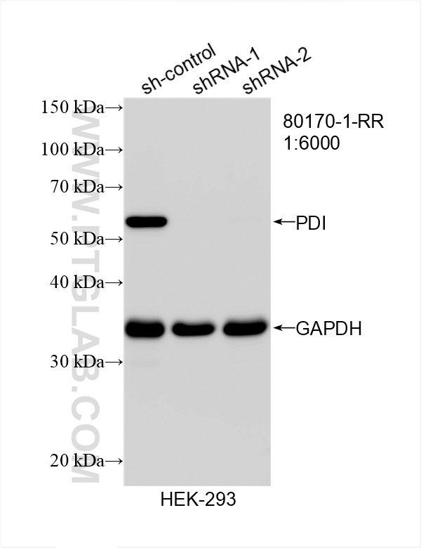 Western Blot (WB) analysis of HEK-293 cells using PDI Recombinant antibody (80170-1-RR)