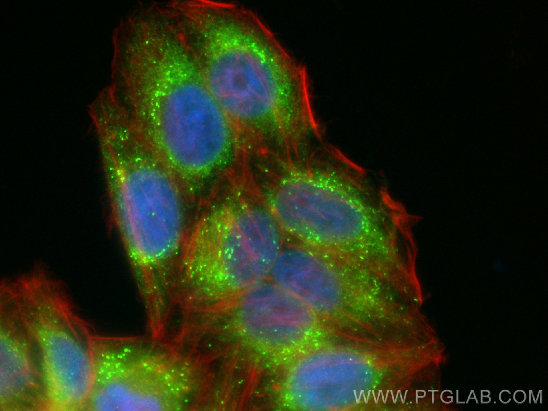 Immunofluorescence (IF) / fluorescent staining of HepG2 cells using CoraLite® Plus 488-conjugated PDI Polyclonal antib (CL488-11245)