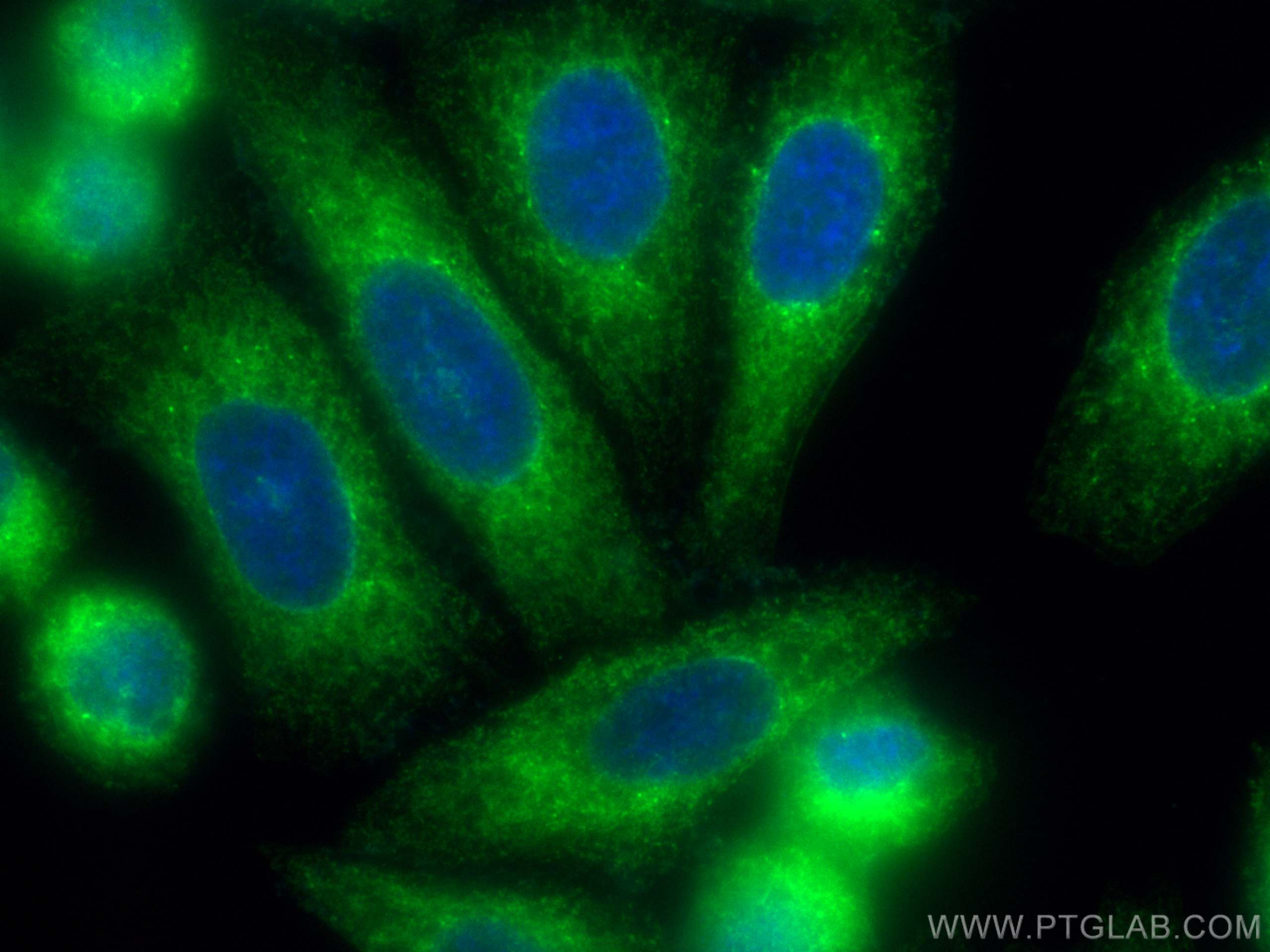 Immunofluorescence (IF) / fluorescent staining of HepG2 cells using CoraLite® Plus 488-conjugated PDI Monoclonal antib (CL488-66422)