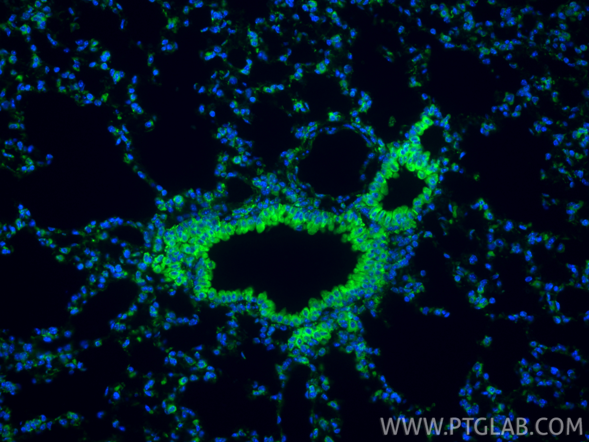 Immunofluorescence (IF) / fluorescent staining of mouse lung tissue using CoraLite® Plus 488-conjugated PDI Recombinant mono (CL488-80170)