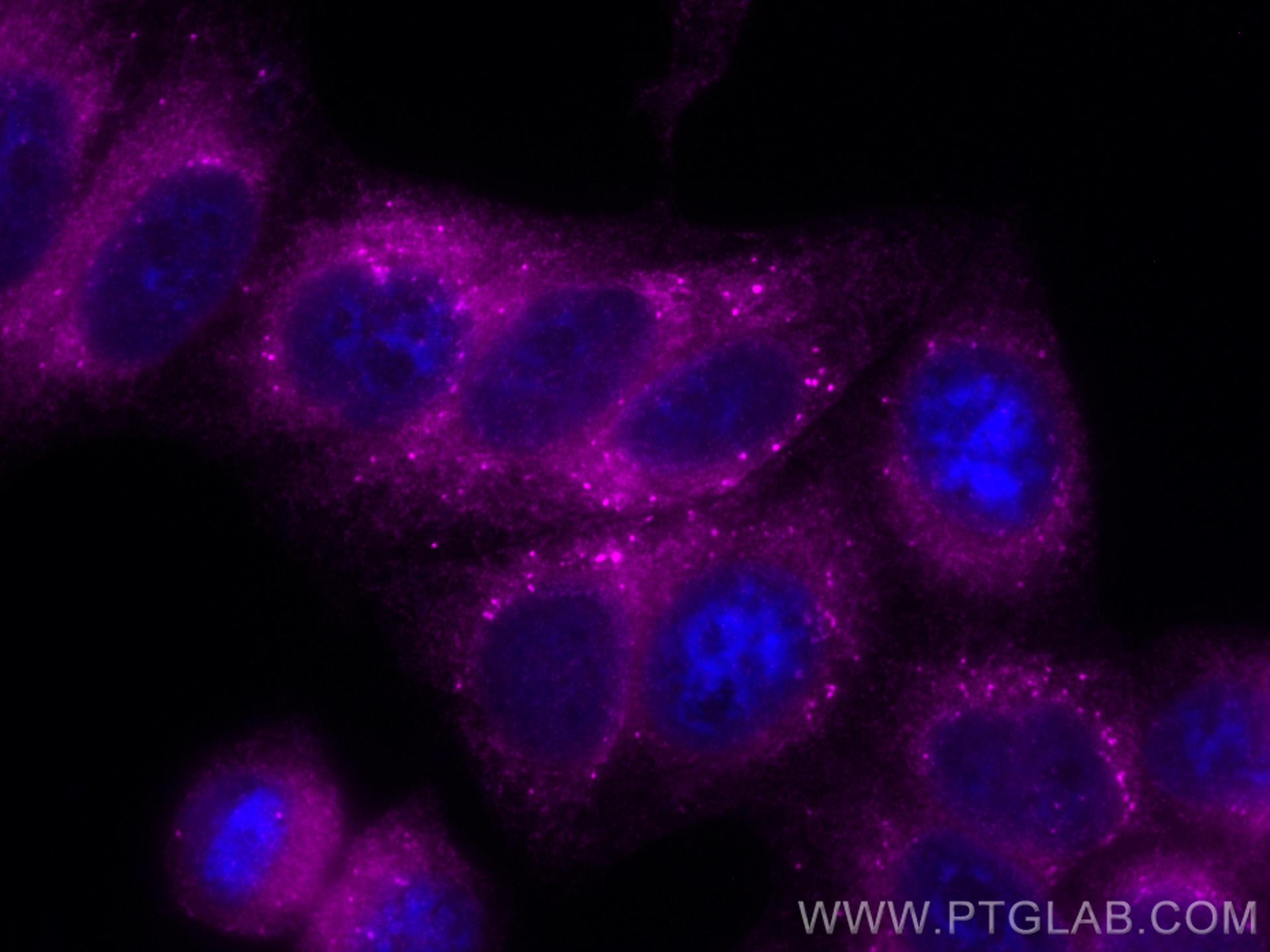 Immunofluorescence (IF) / fluorescent staining of HepG2 cells using CoraLite® Plus 647-conjugated PDI Polyclonal antib (CL647-11245)