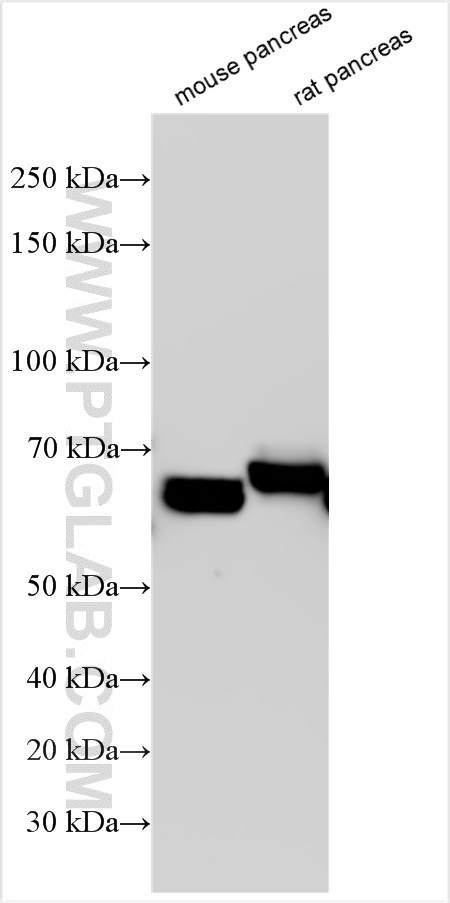 Western Blot (WB) analysis of various lysates using PDIA2 Polyclonal antibody (31458-1-AP)