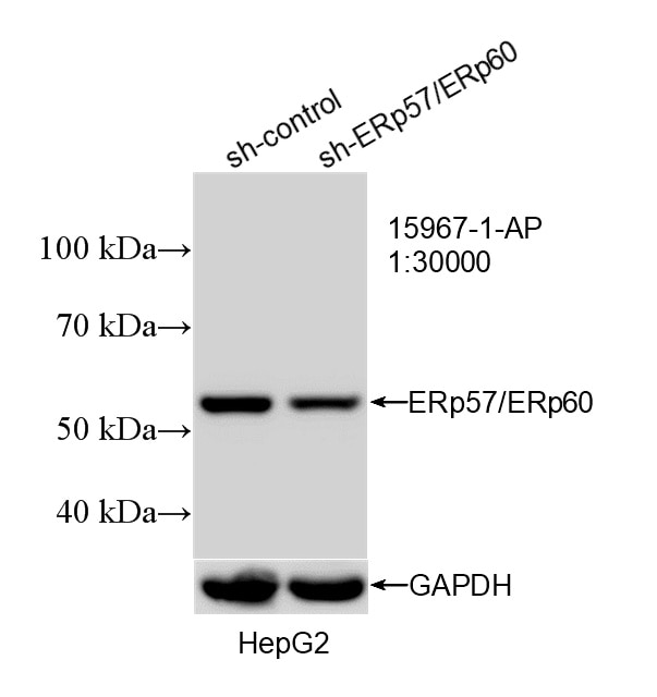 Western Blot (WB) analysis of HepG2 cells using ERp57/ERp60 Polyclonal antibody (15967-1-AP)