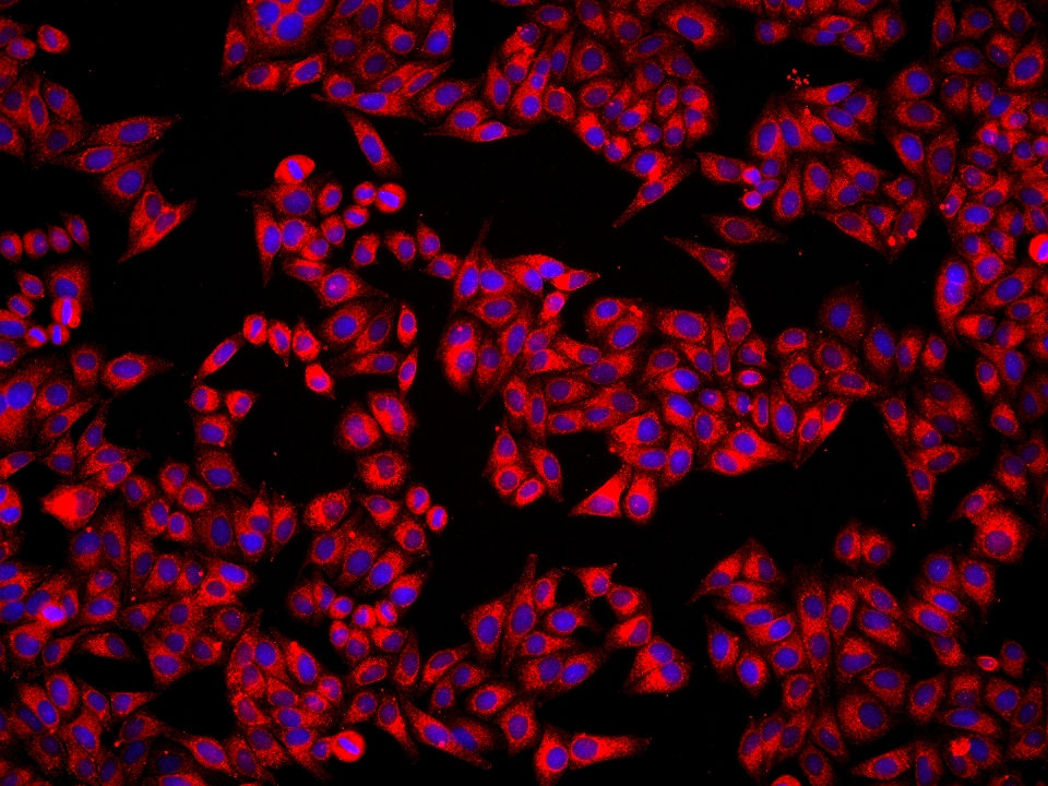Immunofluorescence (IF) / fluorescent staining of HepG2 cells using ERp57/ERp60 Monoclonal antibody (66423-1-Ig)