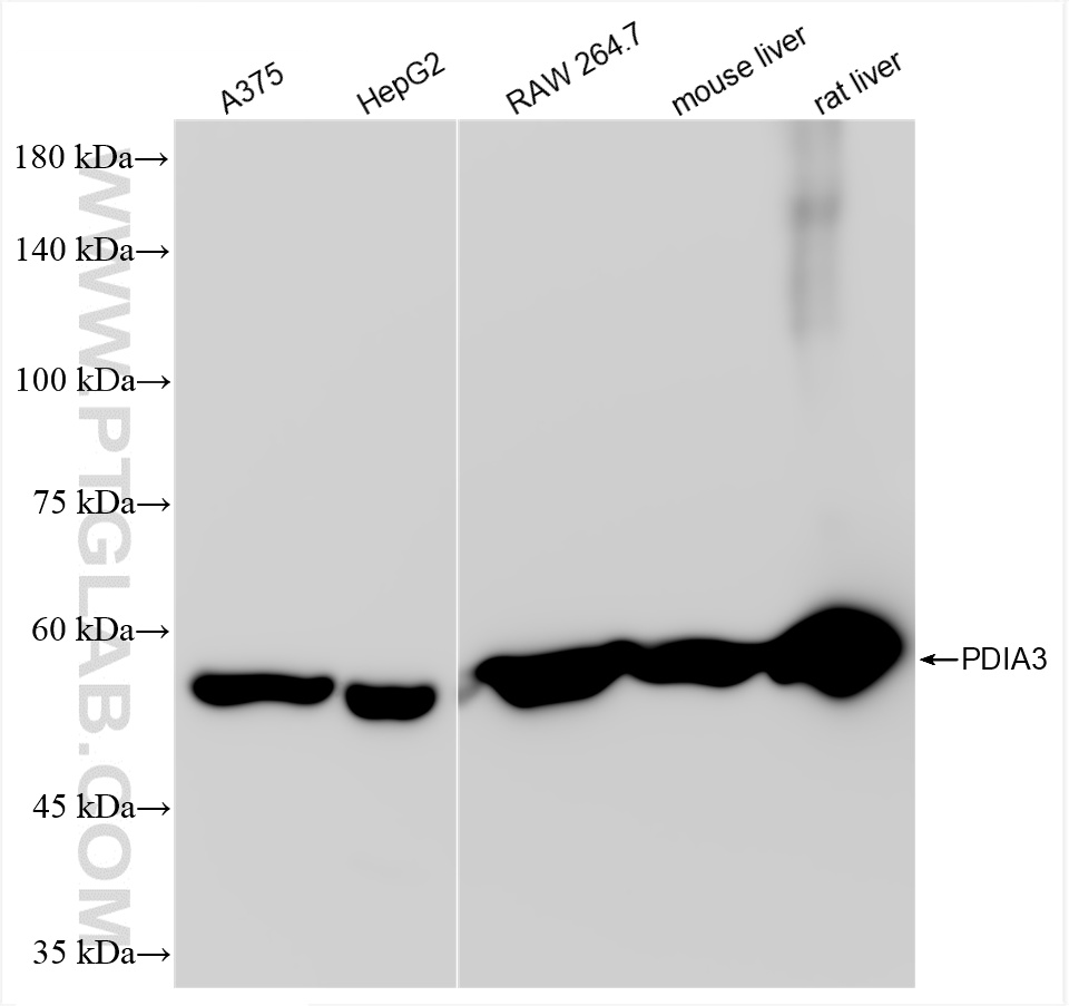 Western Blot (WB) analysis of various lysates using ERp57/ERp60 Recombinant antibody (85087-5-RR)