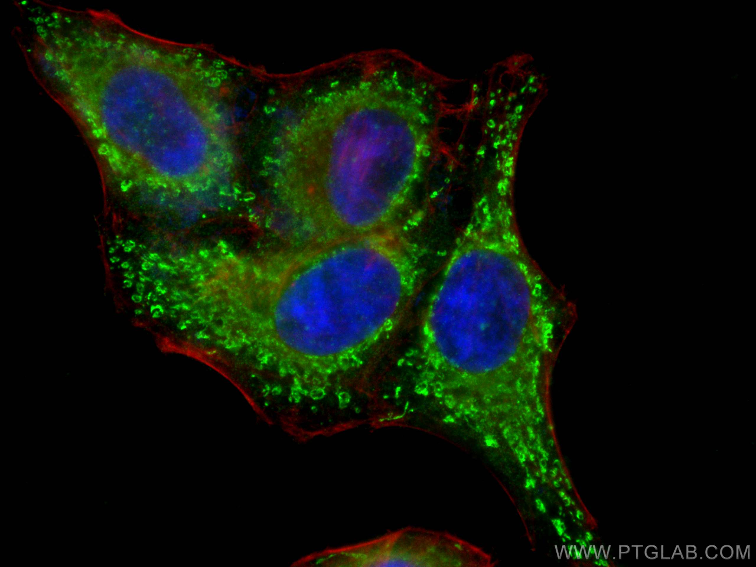 Immunofluorescence (IF) / fluorescent staining of HepG2 cells using PDK4 Polyclonal antibody (12949-1-AP)