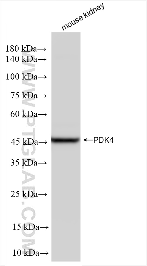 Western Blot (WB) analysis of mouse kidney tissue using PDK4 Recombinant antibody (83583-1-RR)