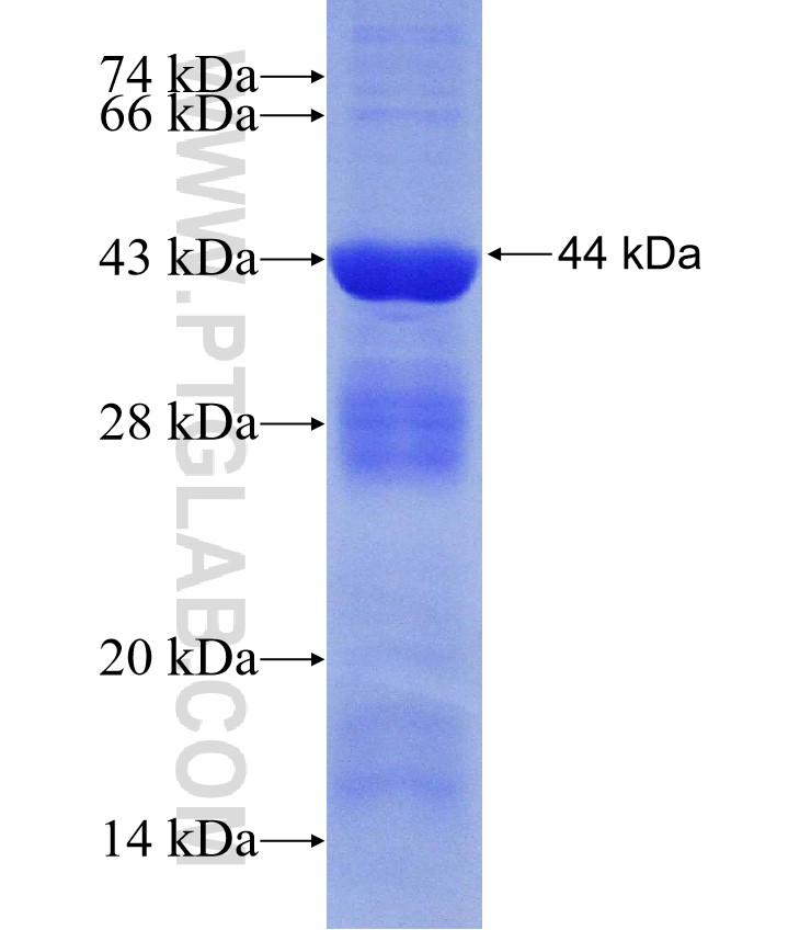 PDK4 fusion protein Ag30259 SDS-PAGE