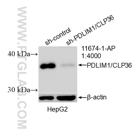 Western Blot (WB) analysis of HepG2 cells using PDLIM1/CLP36 Polyclonal antibody (11674-1-AP)