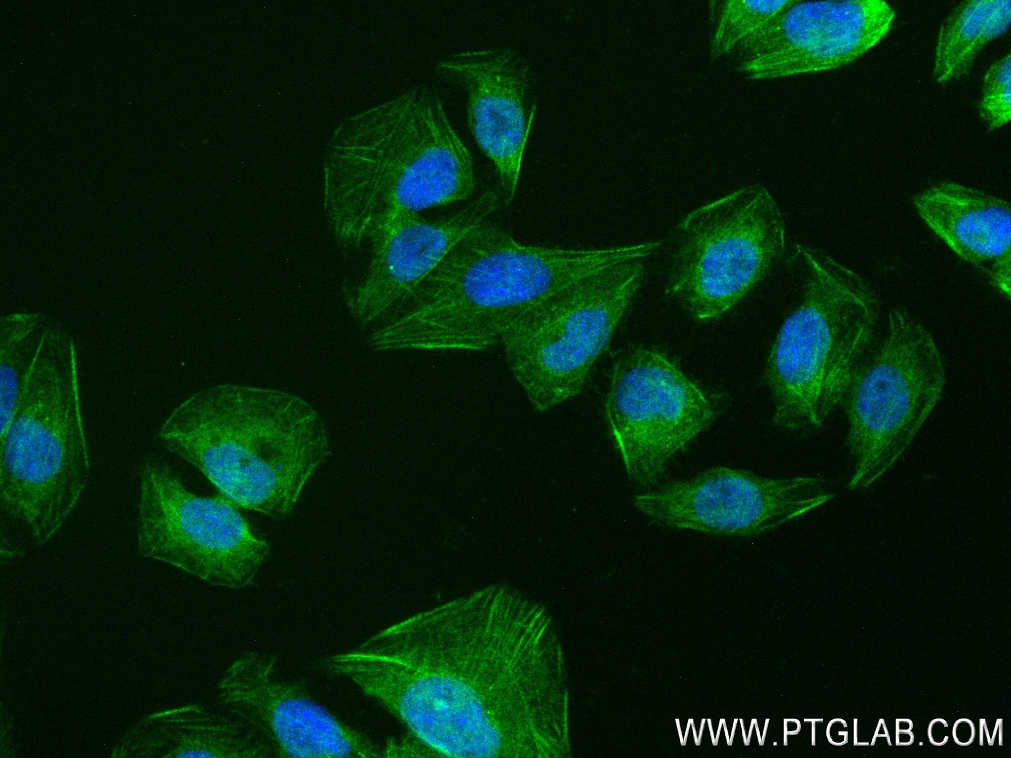 Immunofluorescence (IF) / fluorescent staining of U2OS cells using PDLIM4 Recombinant antibody (84117-1-RR)