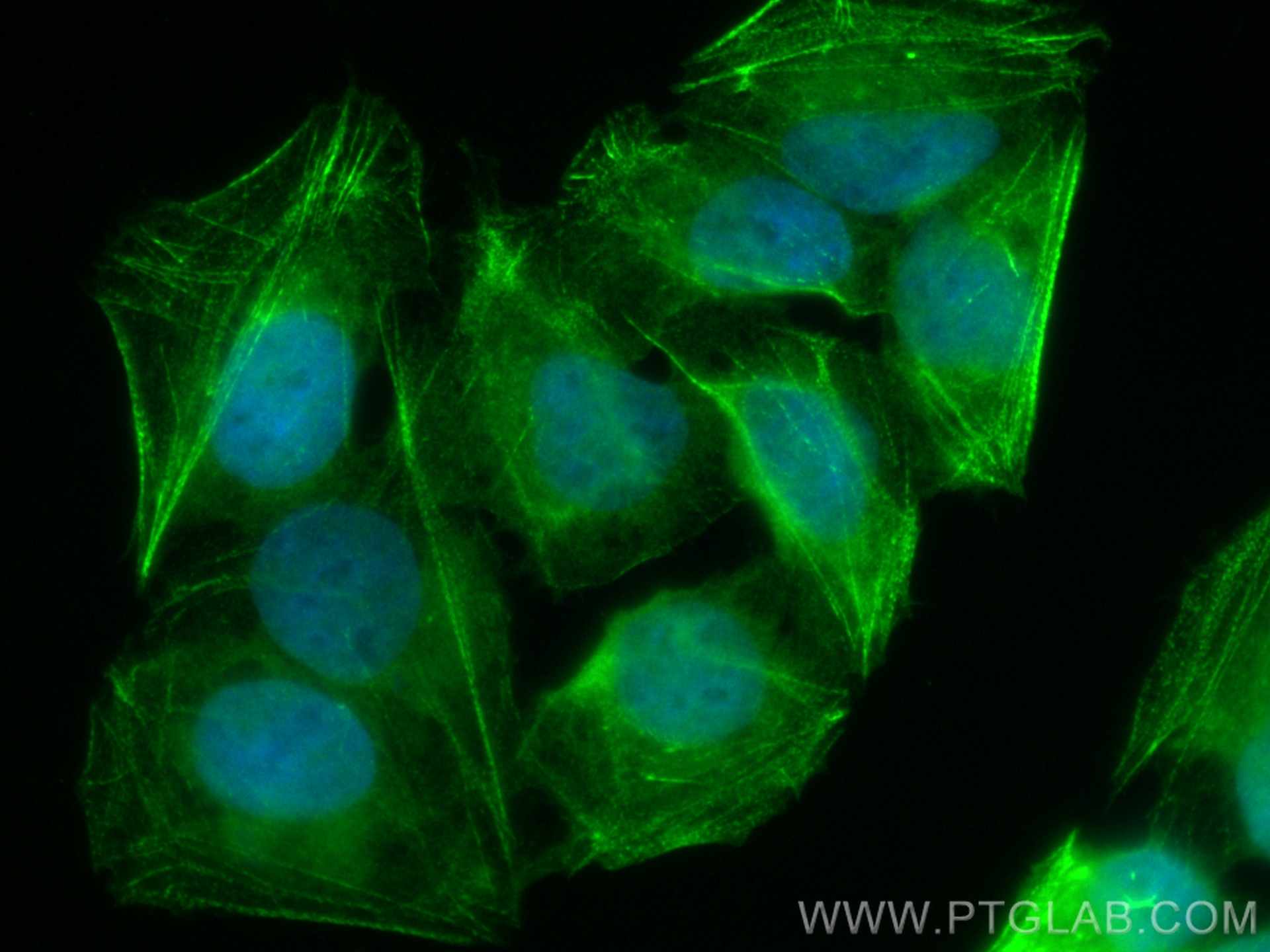 Immunofluorescence (IF) / fluorescent staining of U2OS cells using CoraLite® Plus 488-conjugated PDLIM4 Recombinant a (CL488-84117)